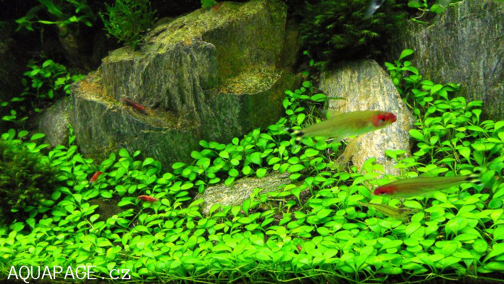 Trân châu nhật Glossostigma elatinoides  Mỹ Đình Aquarium